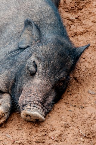 Pig, Akha village, Laos
