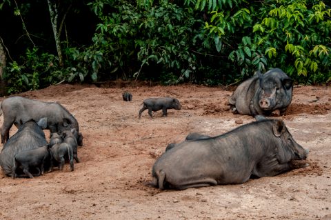Pigs, Akha village, Laos