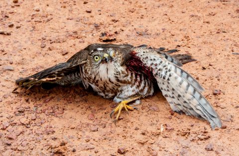 Captured hawk, Akha village, Laos