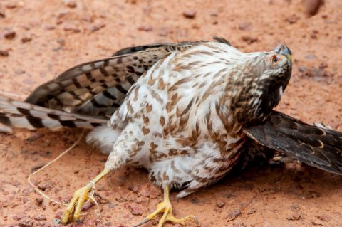 Captured hawk, Akha village, Laos