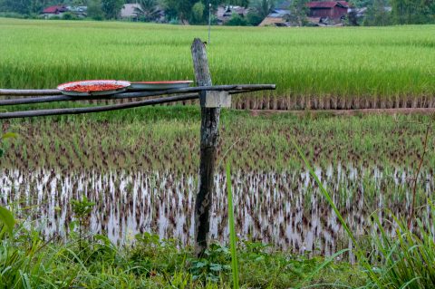 Rice fields, Akha village, Laos