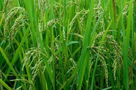 Rice fields, Akha village, Laos