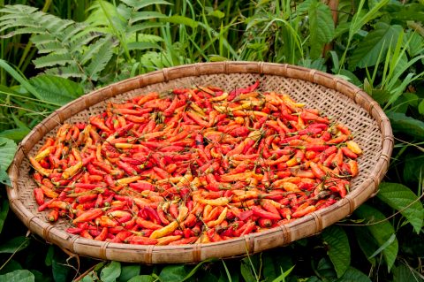 Drying chillis, Akha village, Laos
