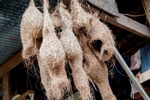 Weaver bird nests, Akha village, Laos