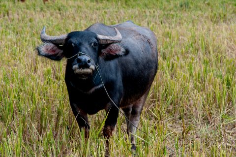 Water buffalo in rice field, Akha village, Laos