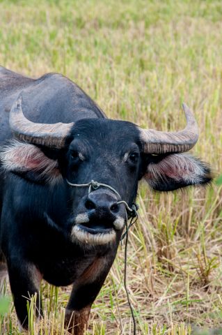 Water buffalo in rice field, Akha village, Laos