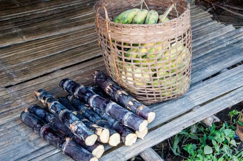 Bananas and bamboo, Hmong village, Laos