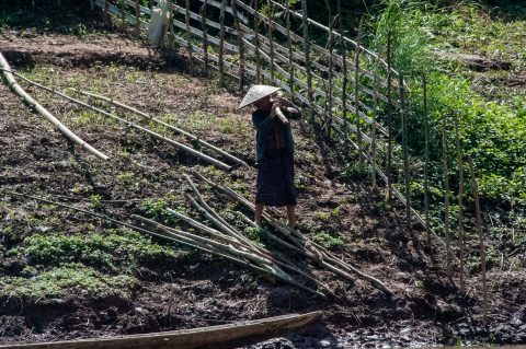 Cultivation on banks of Nam Ou River, Laos