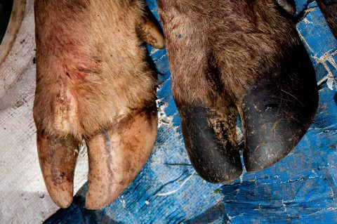 Pigs trotters, market, Luang Prabang, Laos