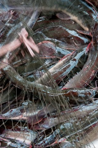 Fish, market, Luang Prabang, Laos
