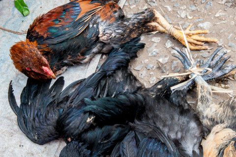 Chickens, market, Luang Prabang, Laos