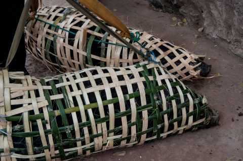 Pigs in baskets, market, Luang Prabang, Laos