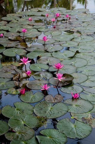 Lotus flowers, Luang Prabang, Laos