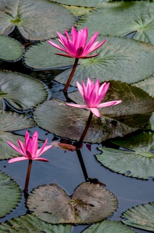 Lotus flowers, Luang Prabang, Laos