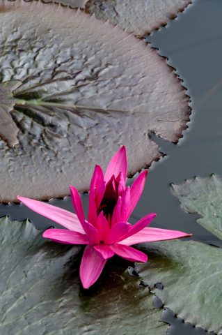 Lotus flower, Luang Prabang, Laos