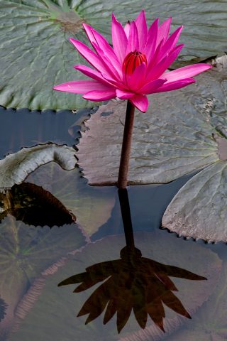 Lotus flower, Luang Prabang, Laos