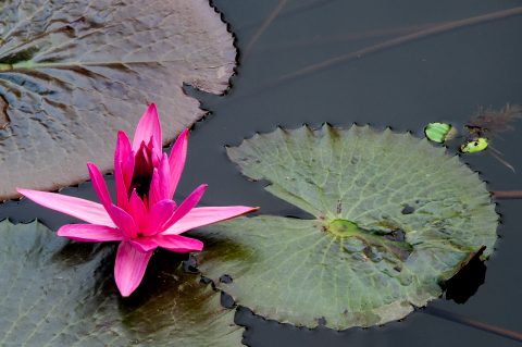 Lotus flower, Luang Prabang, Laos