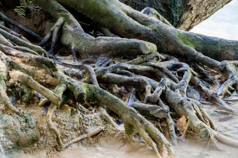 Tree roots, Kuang Si Waterfalls, near Luang Prabang, Laos