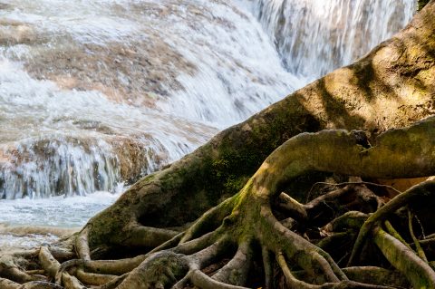 Tree roots, Kuang Si Waterfalls, near Luang Prabang, Laos
