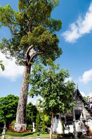 Chiang Mai, Thailand