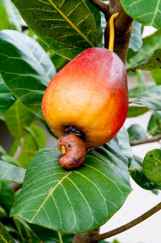 Cashew nut near Chiang Mai, Thailand