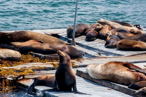 Sea lions, San Diego harbour, california