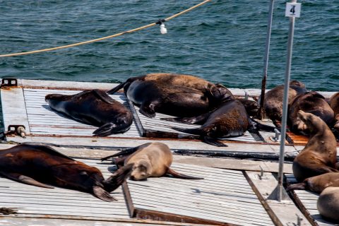 Sea lions, San Diego harbour, california
