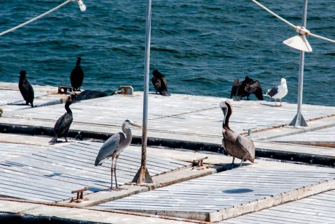 Birds, San Diego harbour, California