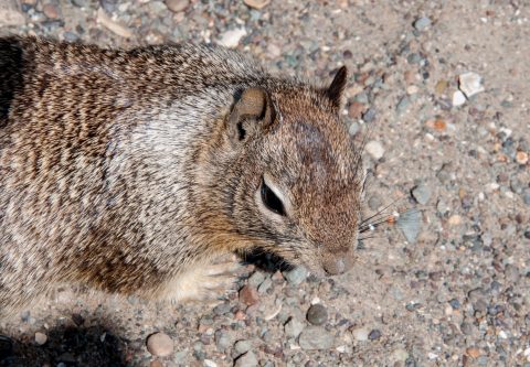 Ground Squirel, Morro Bay, California