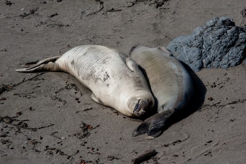 Elephant Seals, San Simeon Bay, California