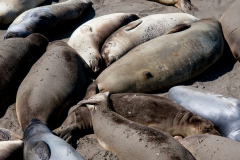 Elephant Seals, San Simeon Bay, California