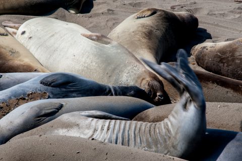 Elephant Seals, San Simeon Bay, California