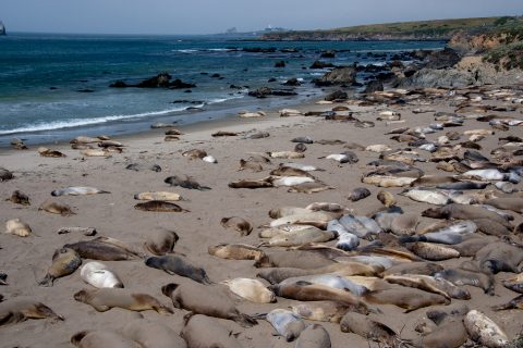 Elephant Seals, San Simeon Bay, California