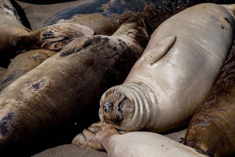 Elephant Seals, San Simeon Bay, California