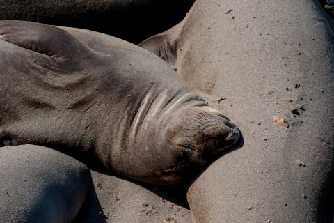 Elephant Seals, San Simeon Bay, California