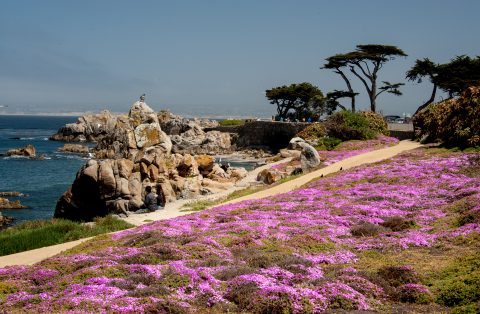 Perkins Park, Monterey, California