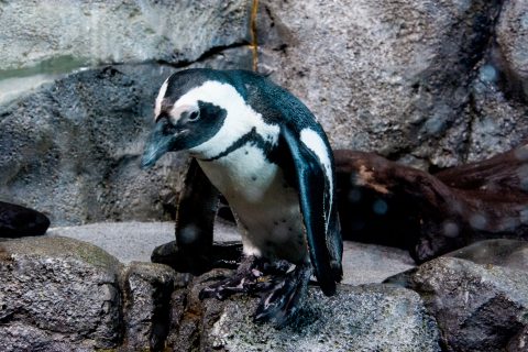Black Footed Penguins, Monterey Aquarium, California