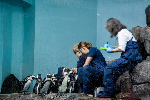 Black Footed Penguins, Monterey Aquarium, California