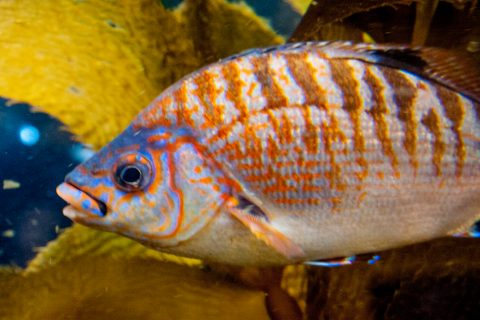 Giantkelp fish, Monterey Aquaium, California