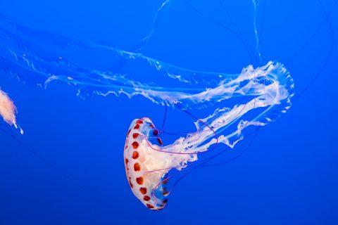 Purple striped jellyfish, Monterey Aquaium, California