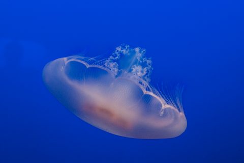Moon jellyfish, Monterey Aquarium, California