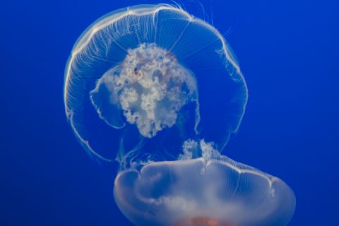 Moon jellyfish, Monterey Aquarium, California