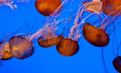 Sea Nettle jellyfish, Monterey Aquarium, California