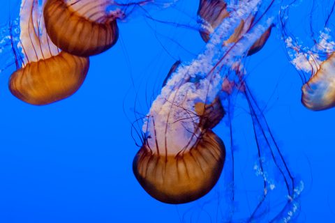Sea Nettle jellyfish, Monterey Aquarium, California