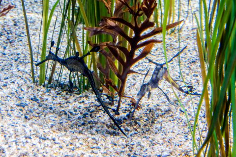 Weedy Seadragon, Monterey Aquarium, California