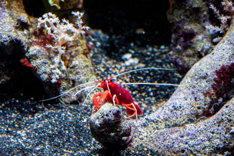 Lobster, Monterey Aquarium, California