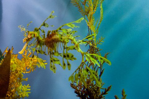 Leafy Seadragon, Monterey Aquarium, California