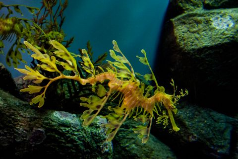 Leafy Seadragon, Monterey Aquarium, California
