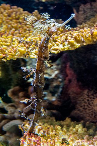 Ribbon pipehorse, Monterey Aquarium, California