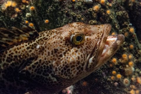 Lingcod, Monterey Aquarium, California